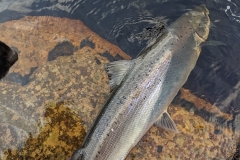 Carron Spring Salmon 9th March 2019